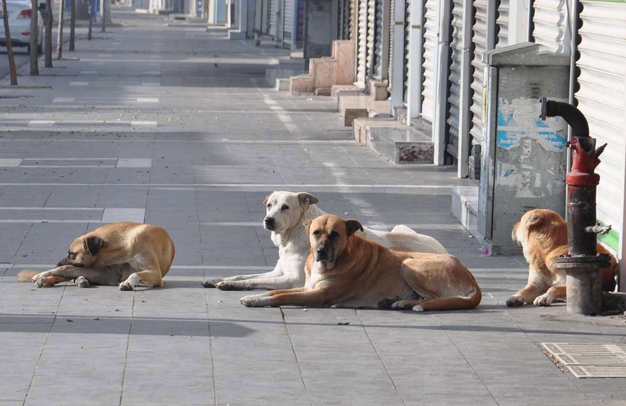 Erdoğan'dan "başıboş köpek" açıklaması: Sorundan belediye başkanları sorumlu Erdoğan'dan "başıboş köpek" açıklaması: Sorundan belediye başkanları sorumlu